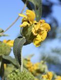 Phlomis floccosa. Соцветие с кормящимися(?) насекомыми и лист. Испания, автономное сообщество Каталония, провинция Жирона, комарка Баш-Эмпорда, муниципалитет Палафружель, ботанический сад \"Кап-Роч\". 13.05.2019.