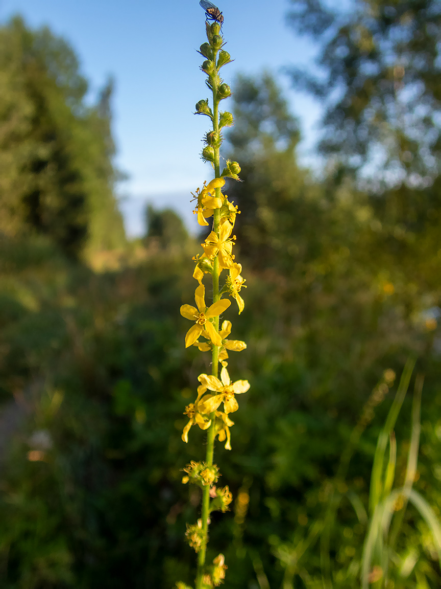 Image of Agrimonia eupatoria specimen.