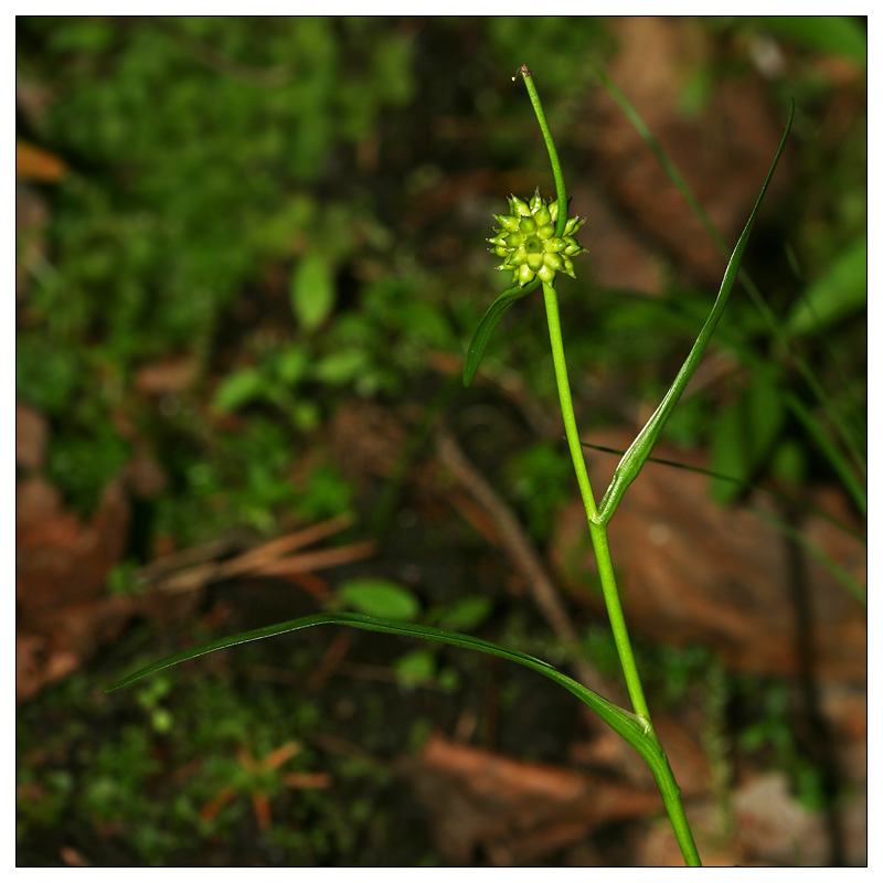 Image of Sparganium natans specimen.