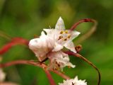 Cuscuta epithymum