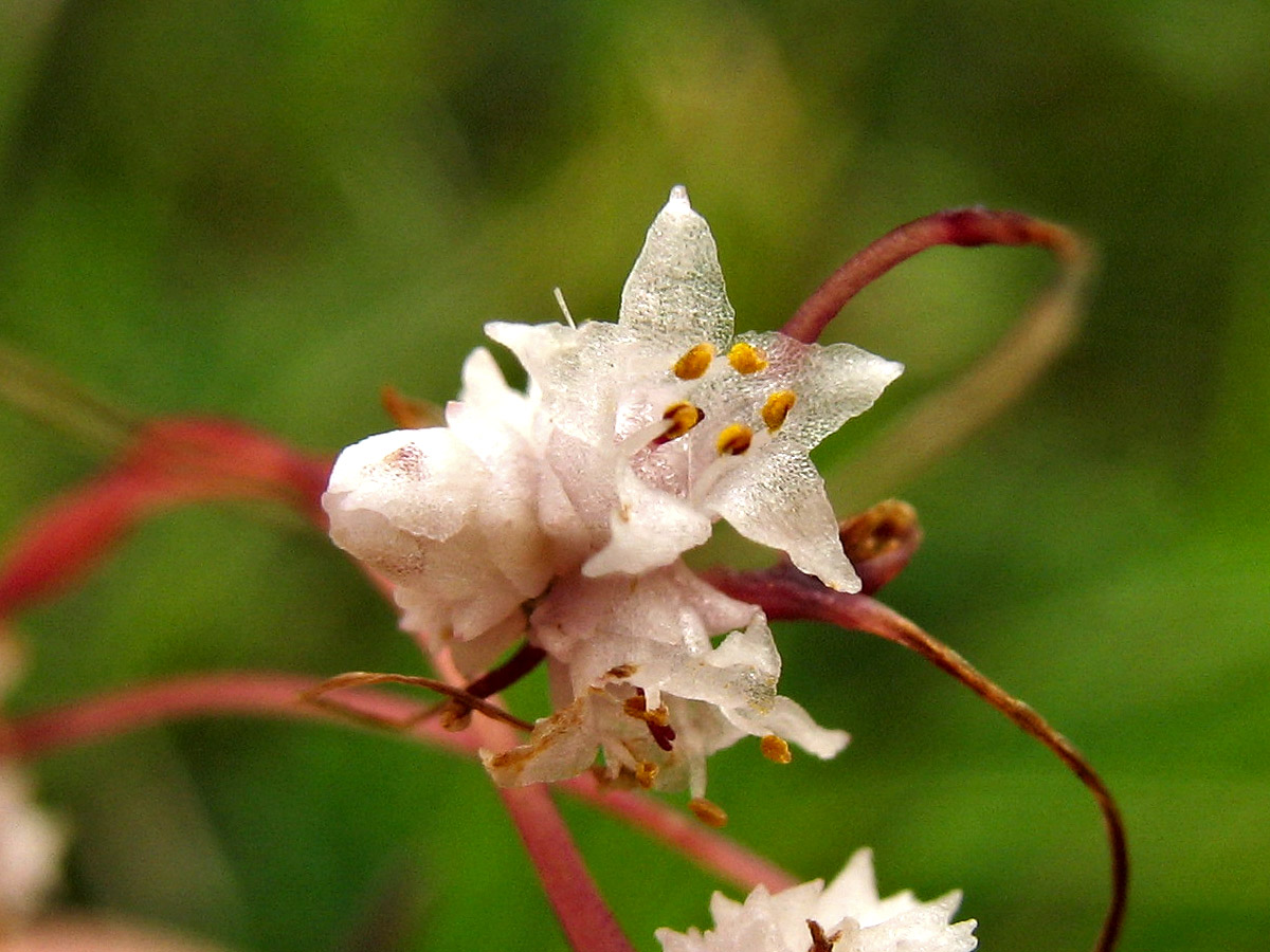 Изображение особи Cuscuta epithymum.