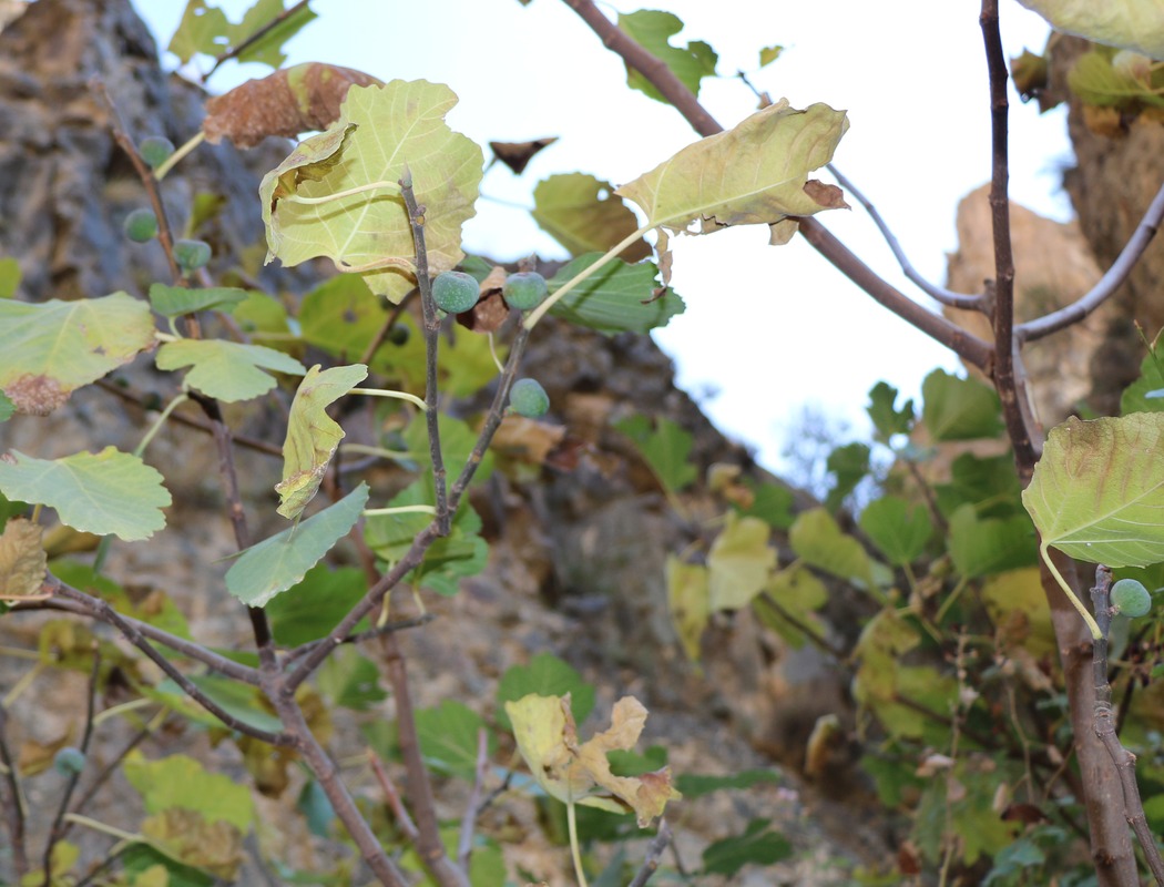 Изображение особи Ficus carica.