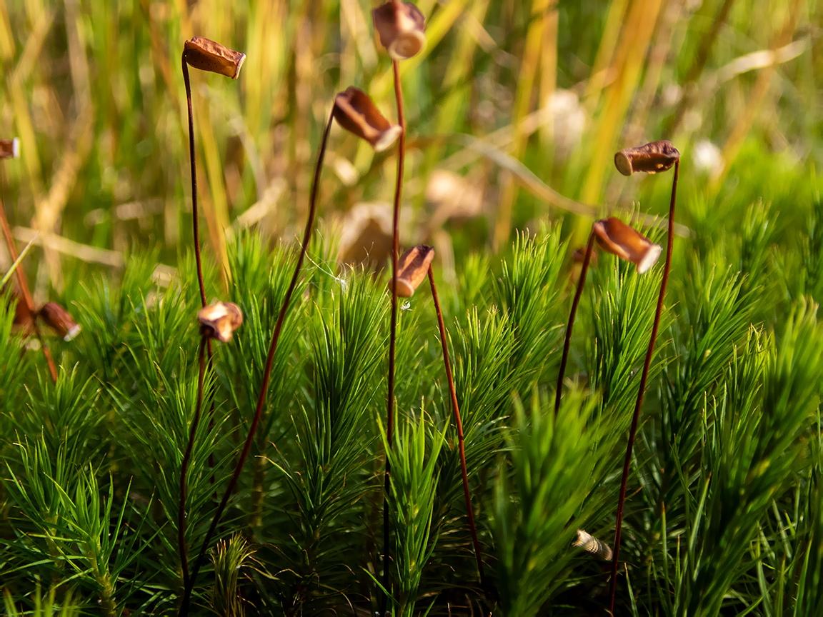 Изображение особи Polytrichum commune.