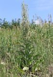 Verbascum lychnitis