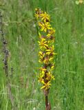 Ligularia sibirica