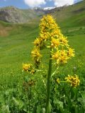 Ligularia heterophylla. Соцветие. Таджикистан, Гиссарский хребет, верх. р. Зидды, ≈ 2500 м н.у.м., субальпийский луг. 21.06.2019.