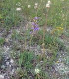 Campanula sibirica