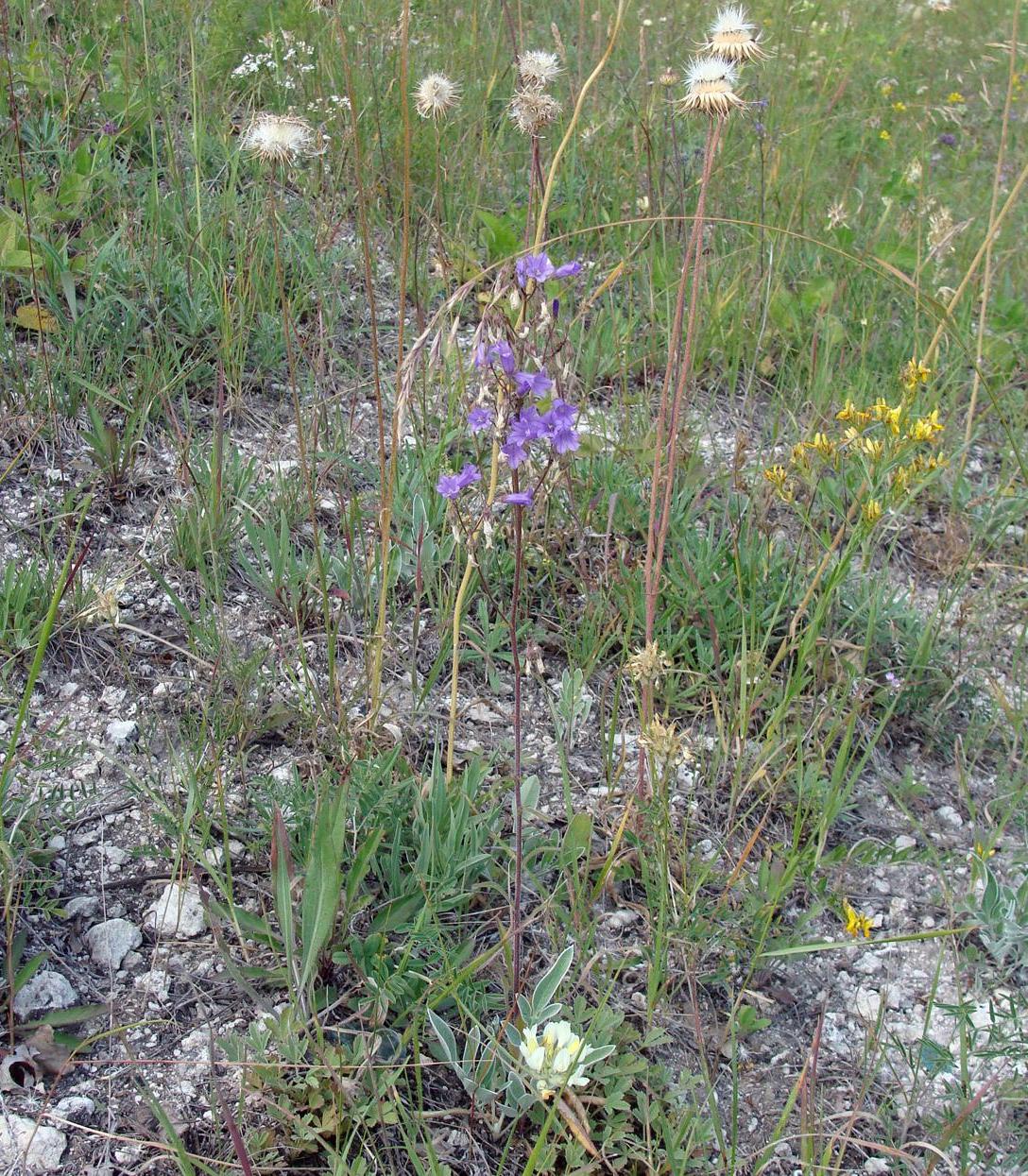 Image of Campanula sibirica specimen.