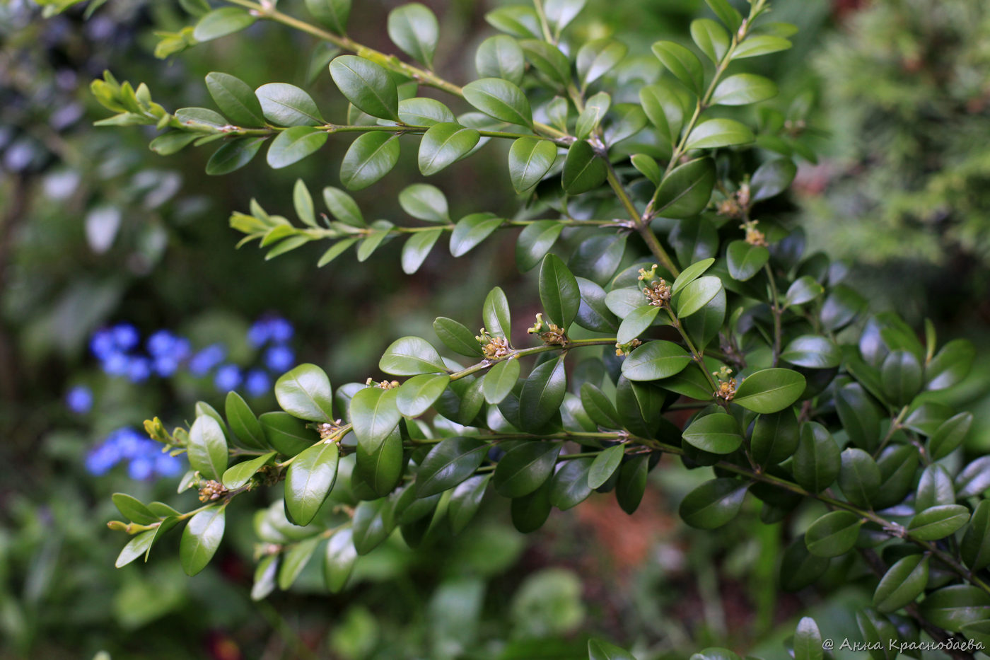 Image of Buxus colchica specimen.