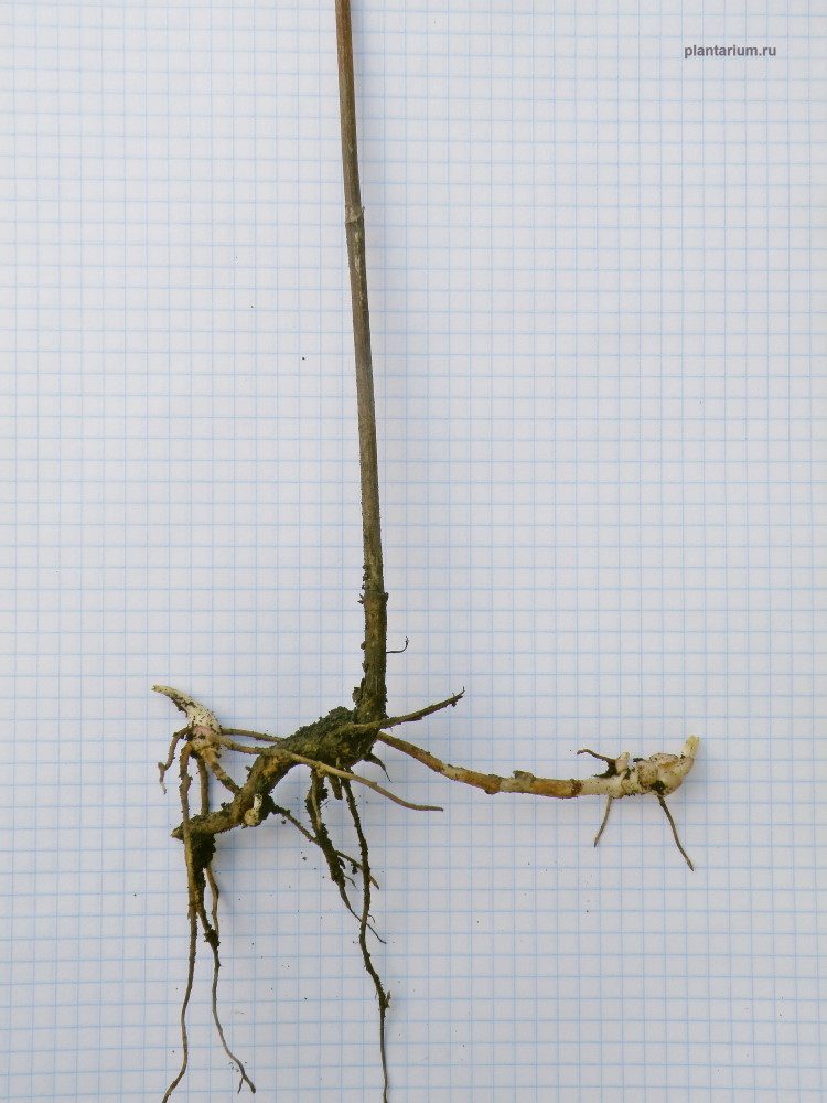 Image of Helianthus rigidus specimen.