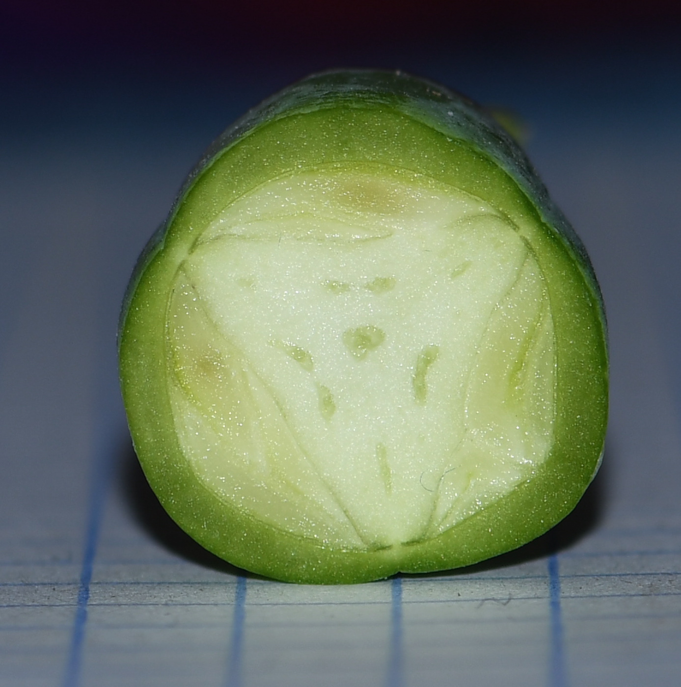 Image of Cobaea scandens specimen.