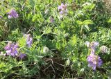 Vicia uralensis