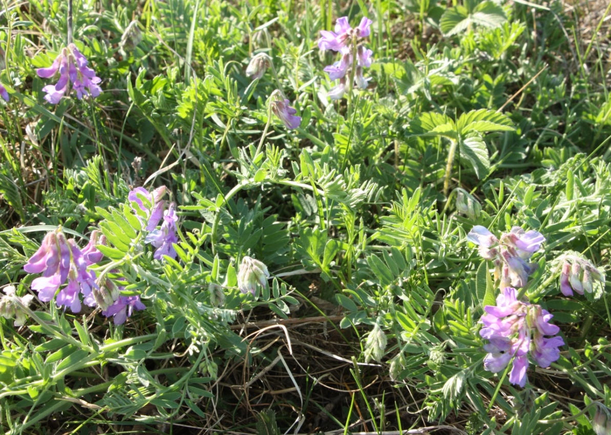 Изображение особи Vicia uralensis.