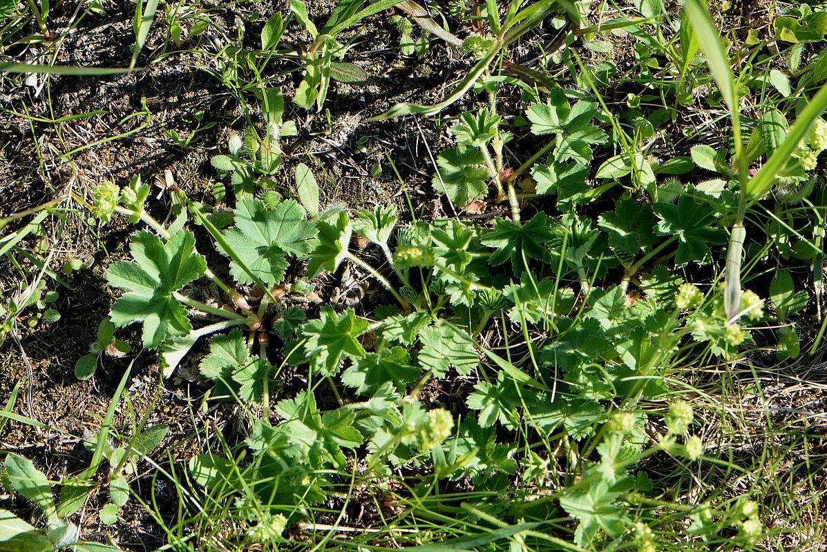 Изображение особи Alchemilla glaucescens.