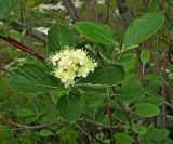 Sorbus taurica