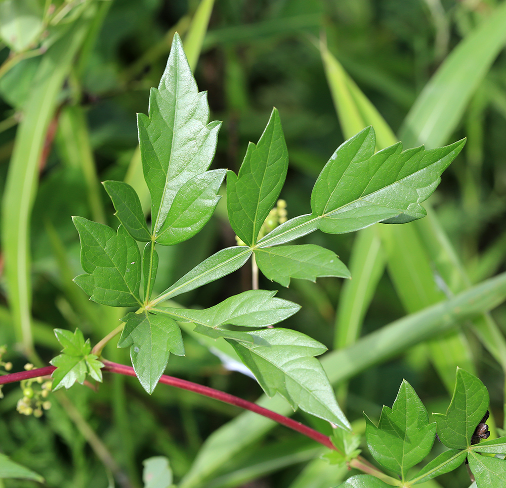 Изображение особи Ampelopsis japonica.