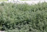 Suaeda crassifolia. Вегетирующие растения. Казахстан, г. Актау, на морском побережье. 21 июня 2021 г.
