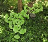 Ginkgo biloba