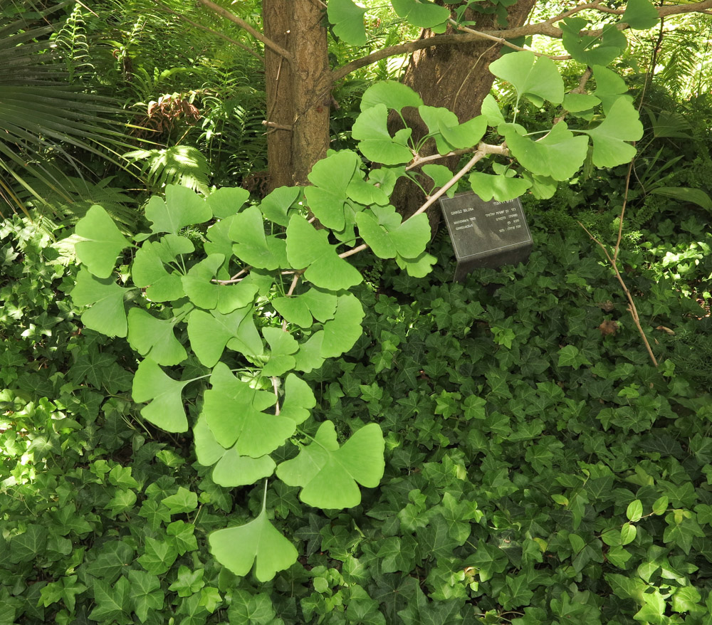 Image of Ginkgo biloba specimen.