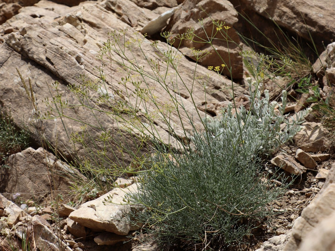 Изображение особи Ferula renardii.