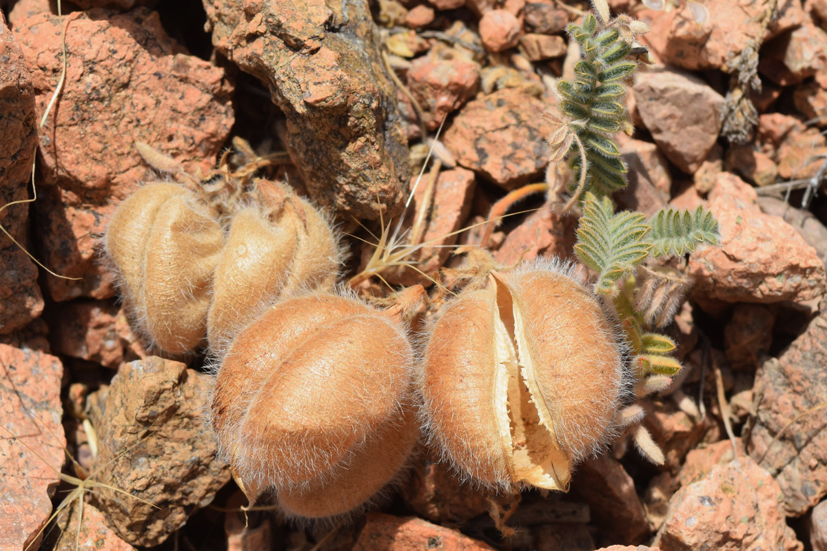 Image of Oxytropis fedtschenkoana specimen.