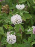 Trifolium pratense. Цветущие растения на лугу. Приморский край, Лазовский р-н, Лазовский заповедник, кордон Америка. 17.08.2009.