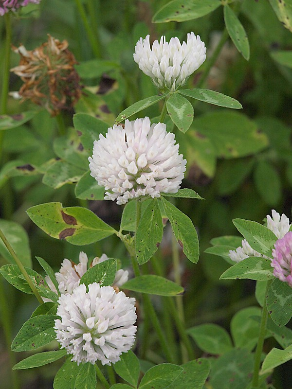 Изображение особи Trifolium pratense.