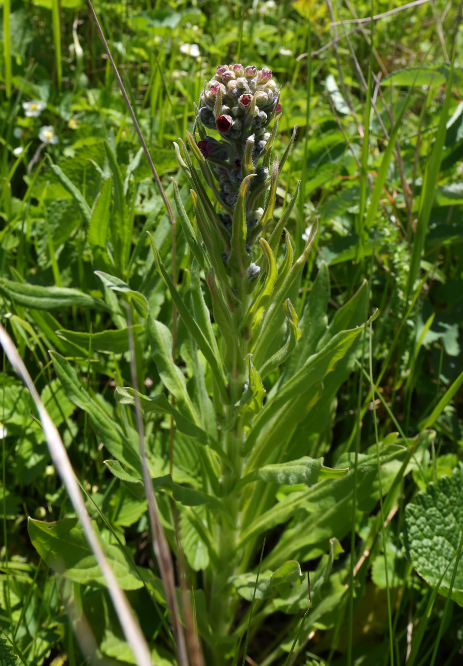 Изображение особи Cynoglossum officinale.