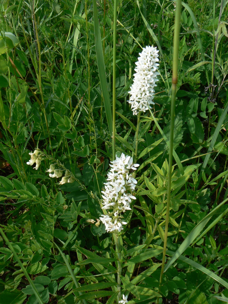 Изображение особи Lysimachia barystachys.