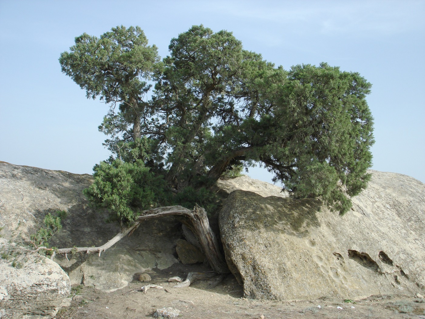 Image of Juniperus polycarpos specimen.