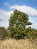 Fraxinus excelsior