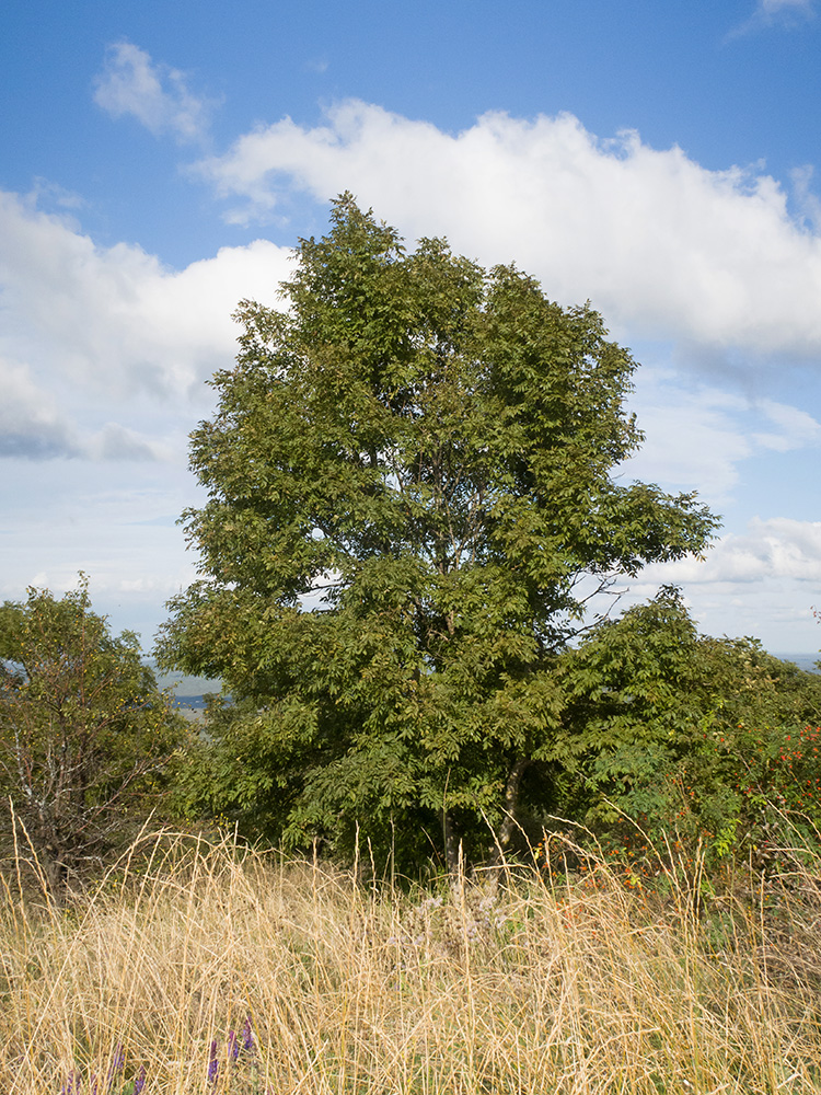 Image of Fraxinus excelsior specimen.