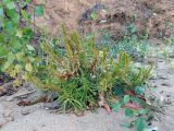 Rumex maritimus
