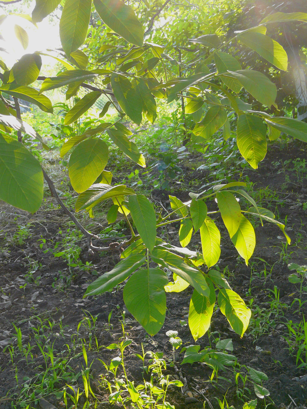 Image of Juglans regia specimen.