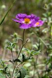 Cistus creticus