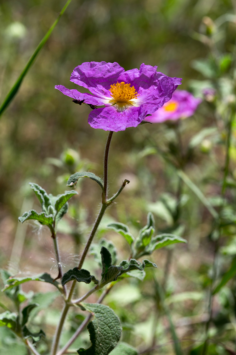 Изображение особи Cistus creticus.