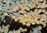 genus Artemisia