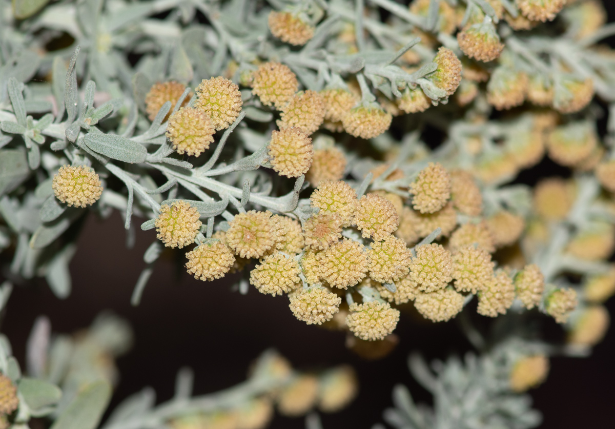 Image of genus Artemisia specimen.