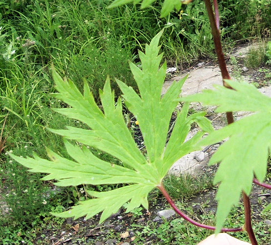 Изображение особи Aconitum sczukinii.