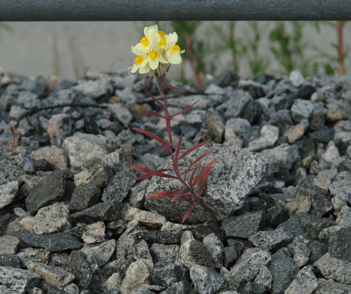 Image of genus Linaria specimen.