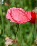 Papaver orientale