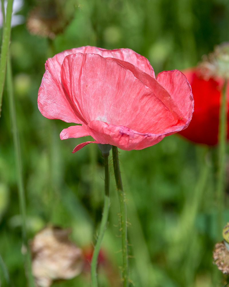 Изображение особи Papaver orientale.