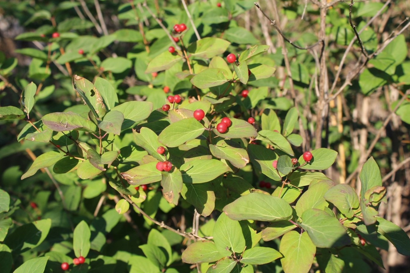 Image of Lonicera tatarica specimen.