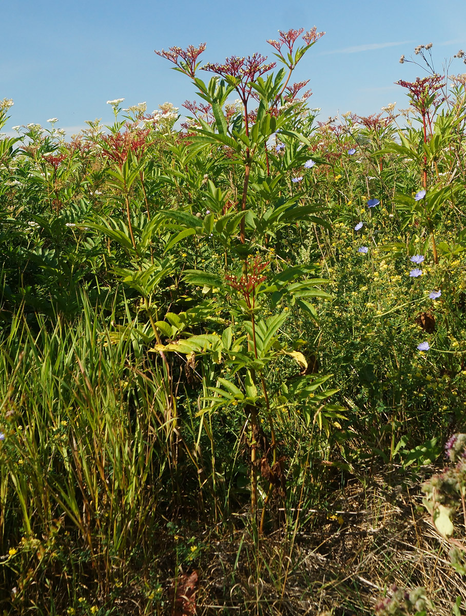 Изображение особи Sambucus ebulus.