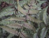 Athyrium niponicum