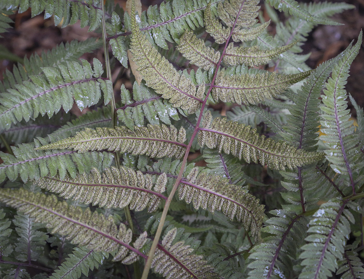 Image of Athyrium niponicum specimen.