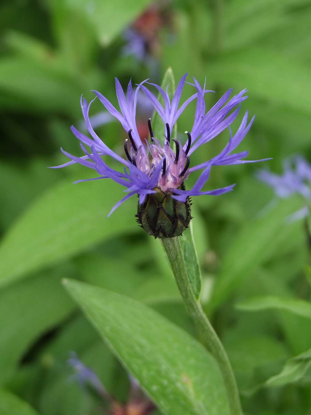 Image of Centaurea montana specimen.