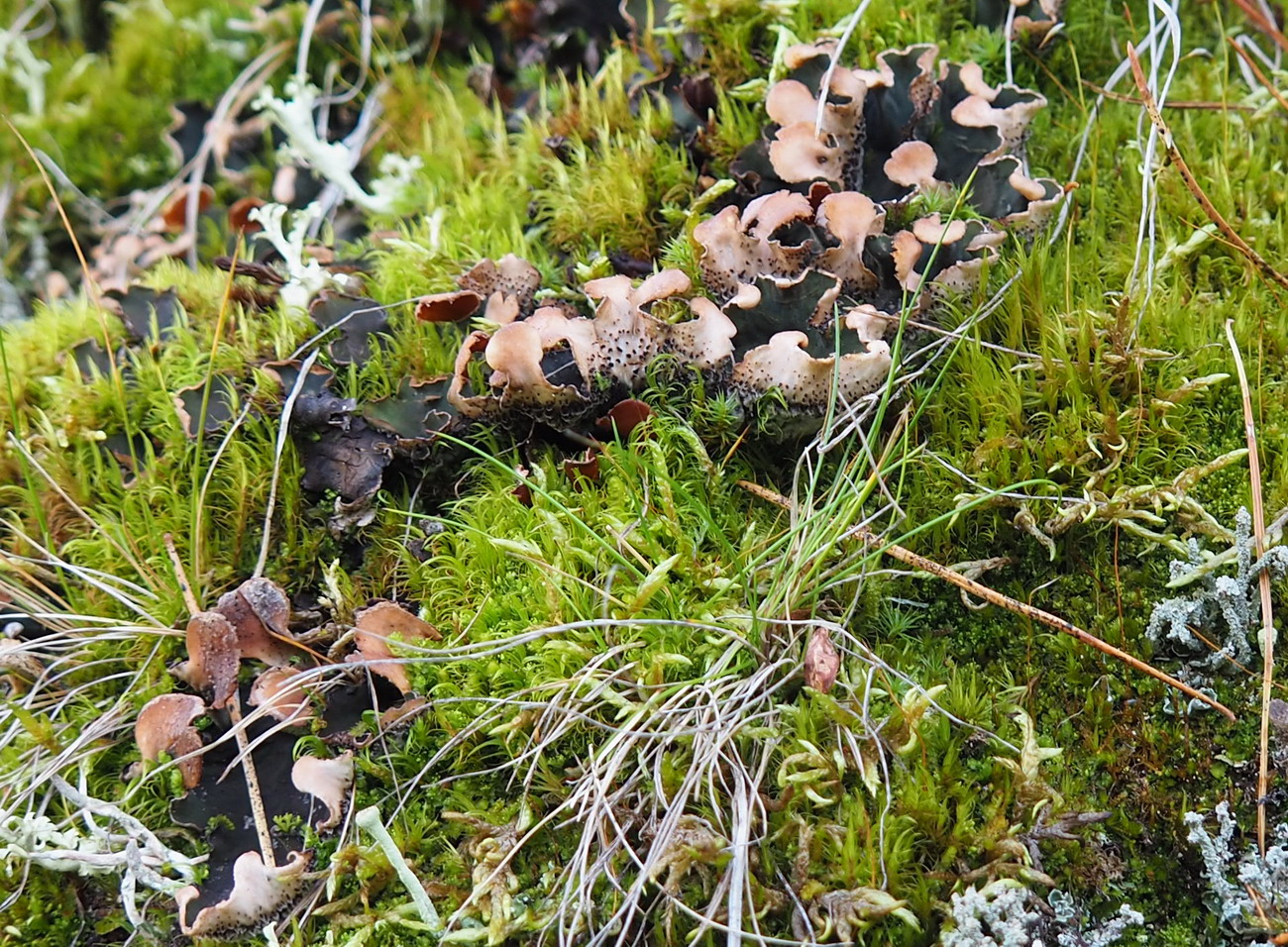 Image of Peltigera malacea specimen.
