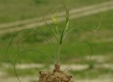 Gagea reticulata. Цветущее растение. Азербайджан, Шамкирский р-н, Дзегам, известняковые холмы. 17.04.2010.