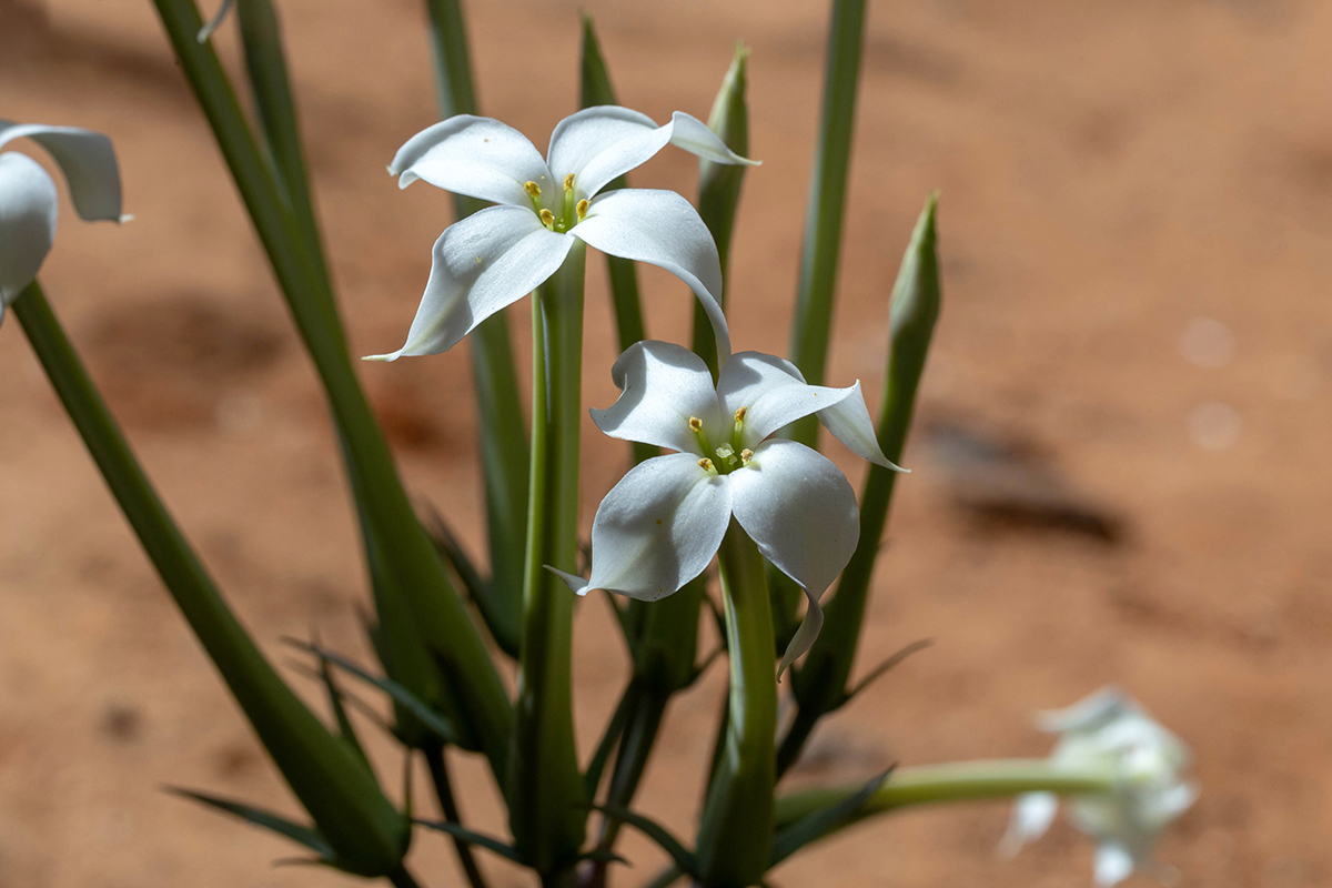 Image of Kalanchoe marmorata specimen.